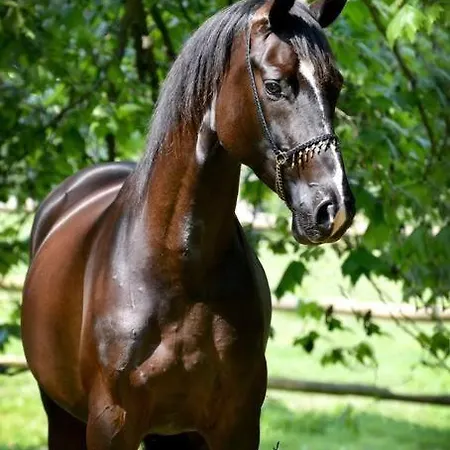 Domaine De Valmeray La Roulotte Insolite Chalet