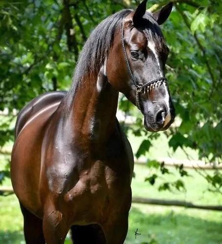Domaine De Valmeray La Roulotte Insolite Chalet