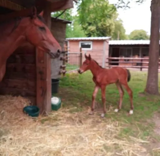 Domaine De Valmeray La Roulotte Insolite Airan